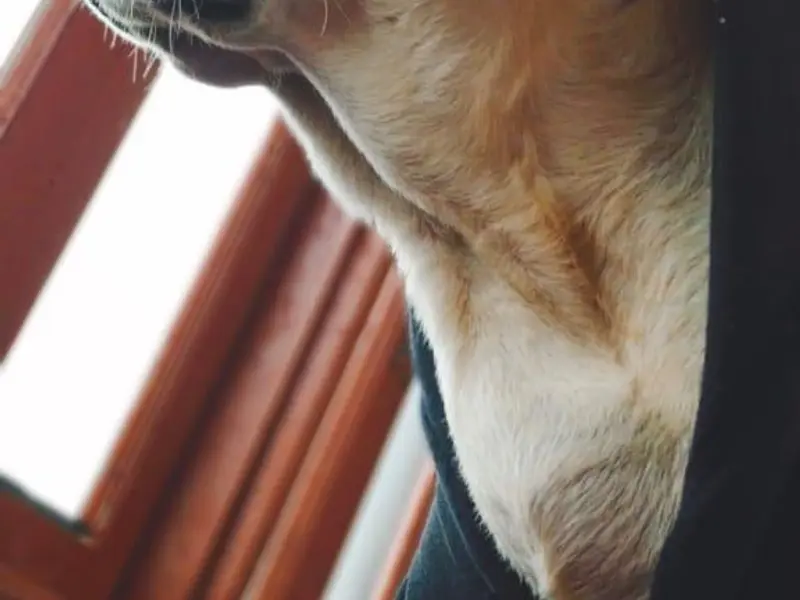 Barking Tales