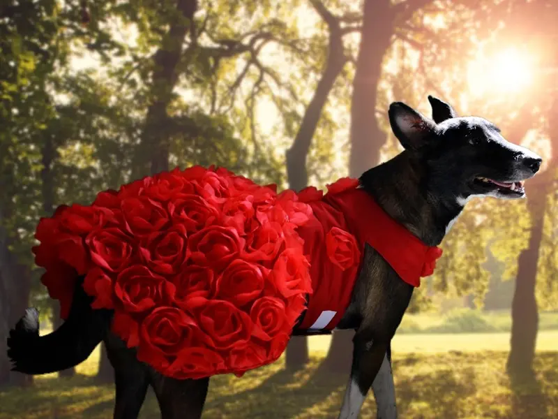 Binkymart : Designer Products for Dogs & Cats - Customized Dress, Tuxedo, Frock, Lehnga, Shirt, Jacket, Kurta, etc., photo 5