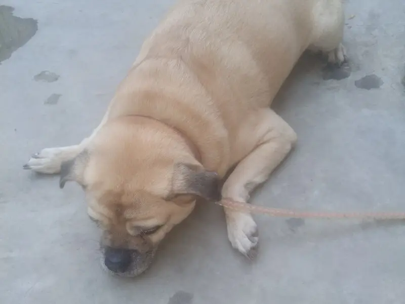 Oscar pet boarding center, photo 5