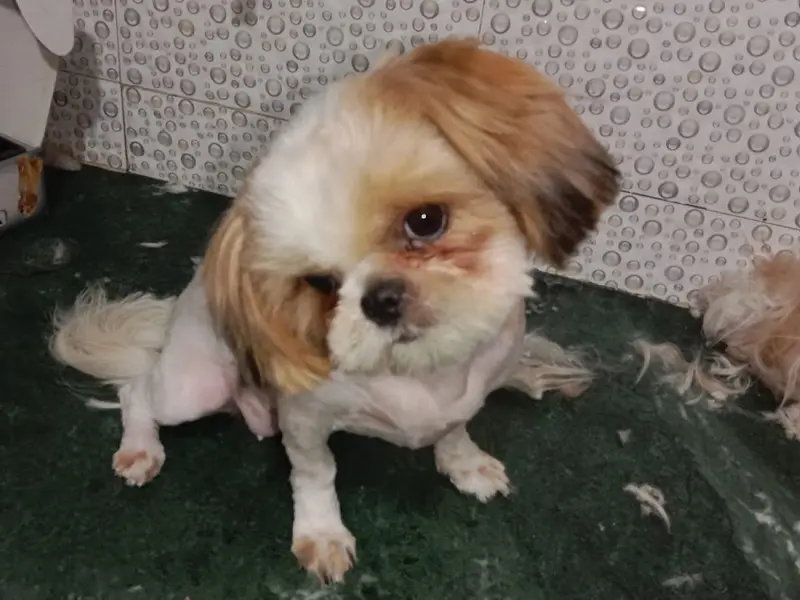 Pet Zone Dog & Cat Clinic, photo 3