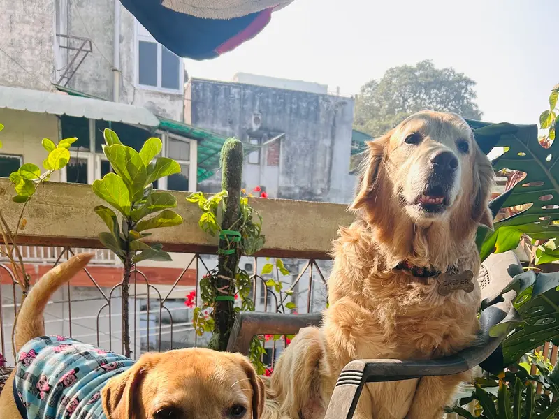 Sadgi’s dog home boarding, photo 2