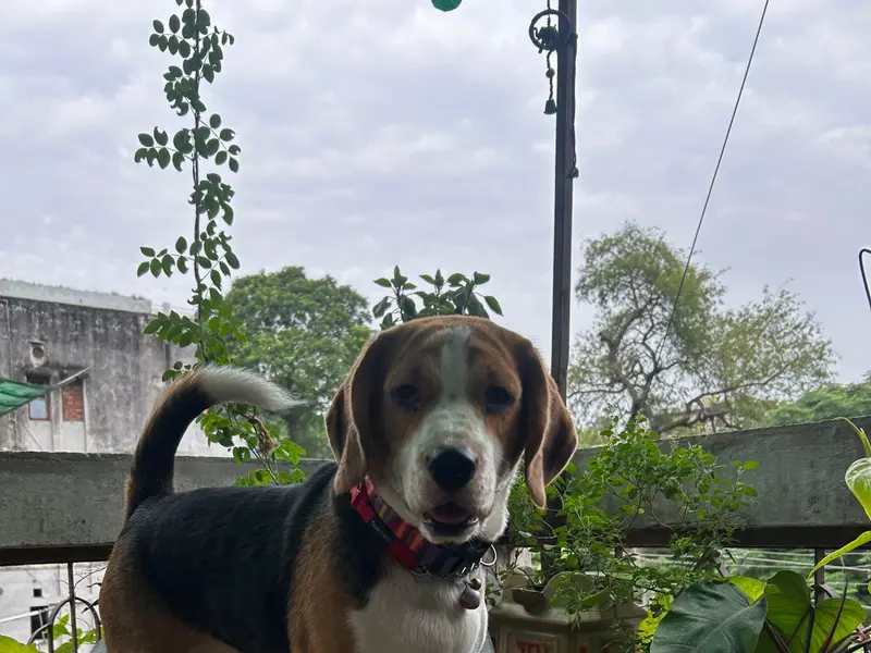 Sadgi’s dog home boarding, photo 5