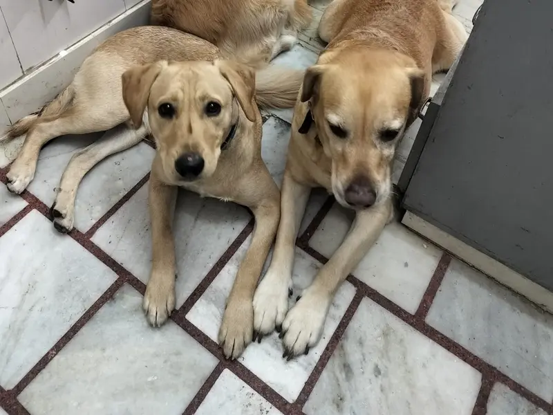 Suhana's Home Boarding for Dogs, photo 2