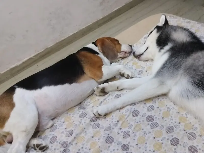 Suhana's Home Boarding for Dogs, photo 3