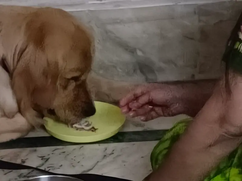 Suhana's Home Boarding for Dogs, photo 4