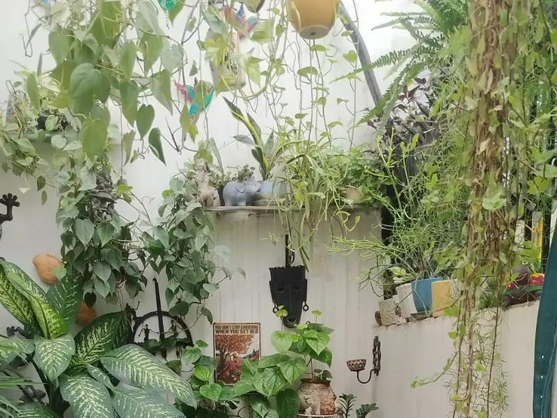 Suhana's Home Boarding for Dogs, photo 5