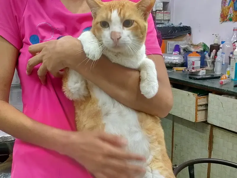 Dr. Sharma's Pet Clinic, photo 2