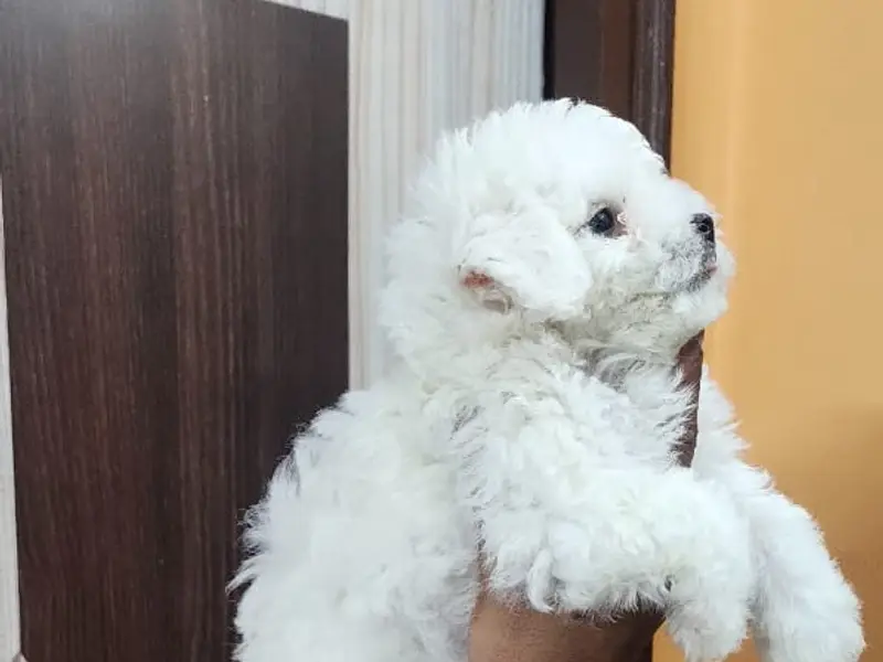 Grisha Dog Kennel /dog & Puppies For sale| shih Tzu Puppies & Poodle Puppies For Sale, photo 2