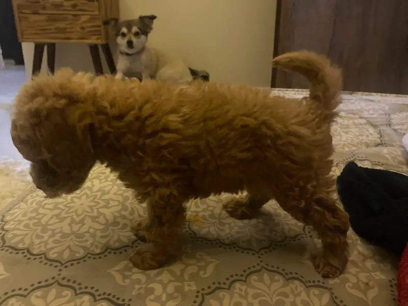 Grisha Dog Kennel /dog & Puppies For sale| shih Tzu Puppies & Poodle Puppies For Sale, photo 4
