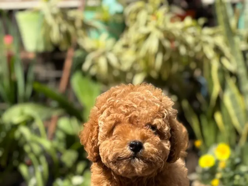 Poodle puppies for sale in delhi |Ncr| Gurugram, photo 2
