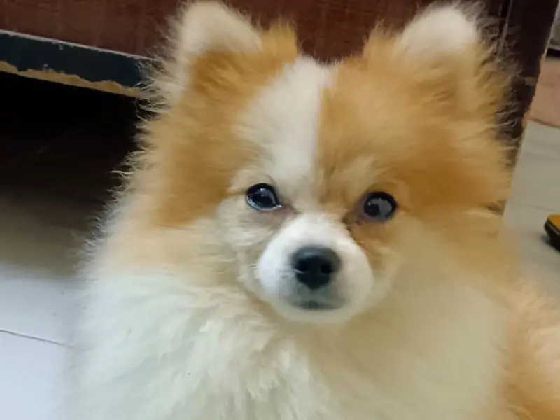 Rajput puppies kennel Delhi |Ncr |, photo 2