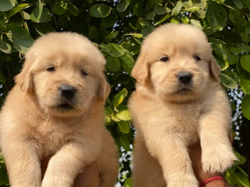 Rajput puppies kennel Delhi |Ncr |, photo 3