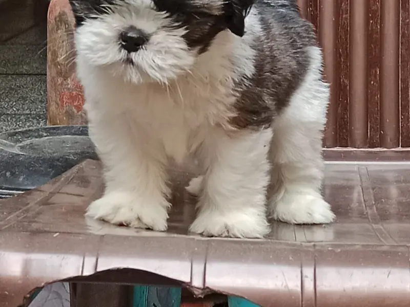 Rajput puppies kennel Delhi |Ncr |, photo 4