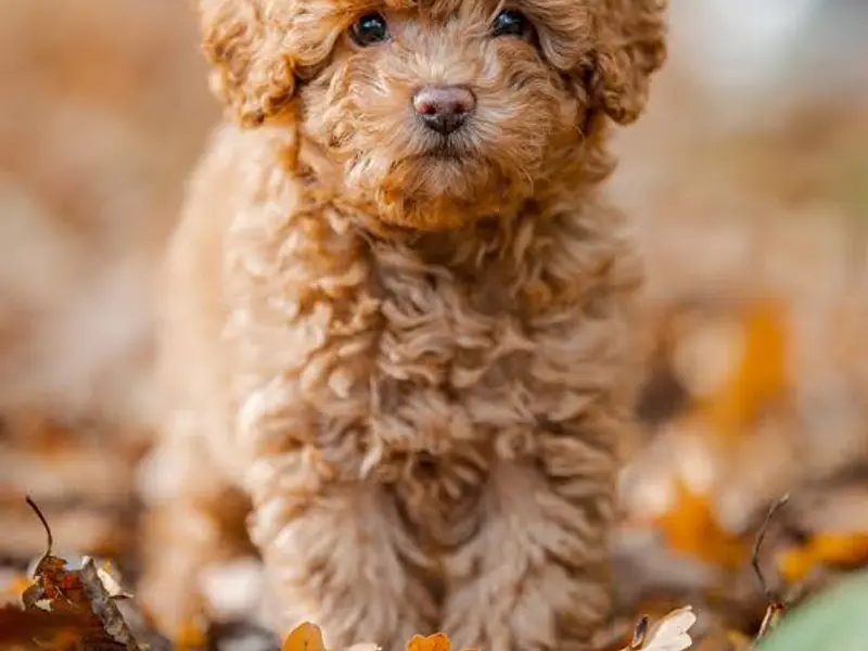 Rajput puppies kennel Delhi |Ncr |, photo 5