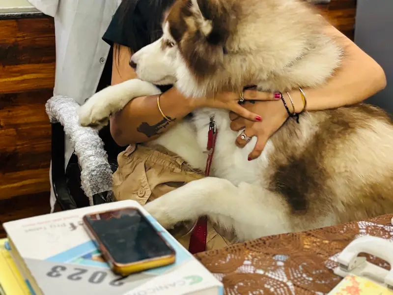 PoochieS' Pet Clinic, photo 4
