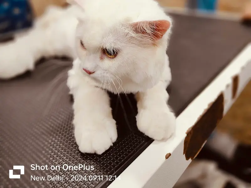 K9 Pet Shop, photo 4