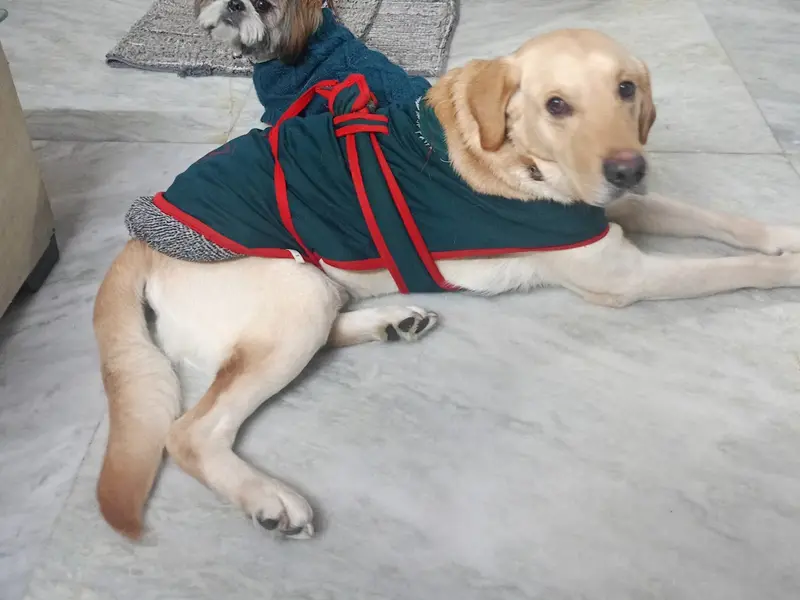 Sonia's pet hostel and boarding, photo 2
