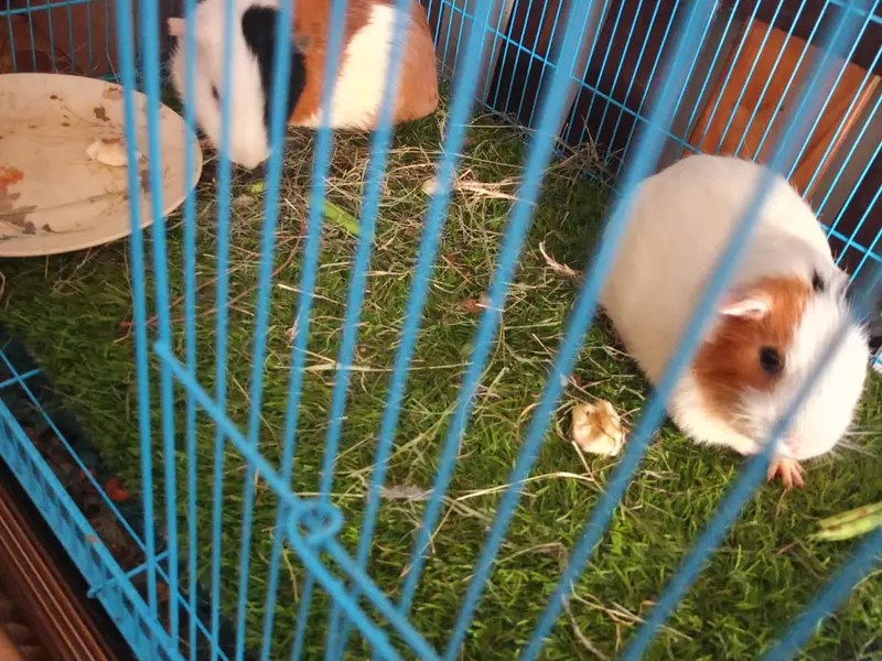 Sonia's pet hostel and boarding, photo 3