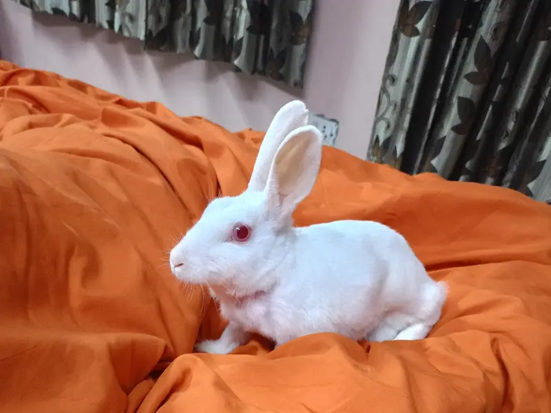 Sonia's pet hostel and boarding, photo 4