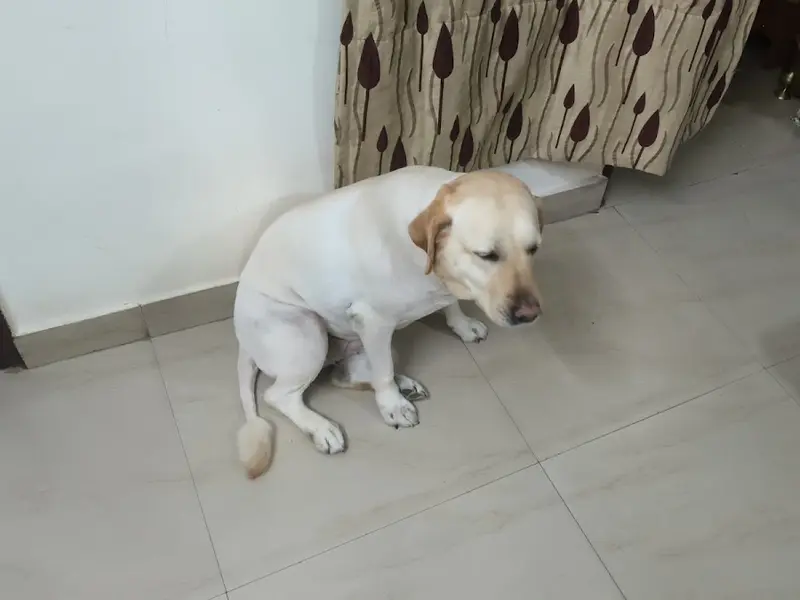 DearPet, photo 3