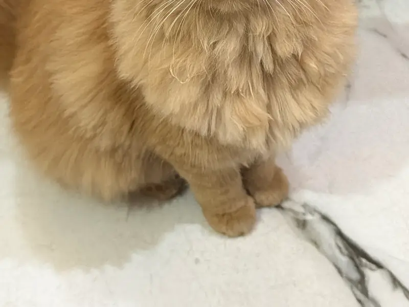 DearPet, photo 5