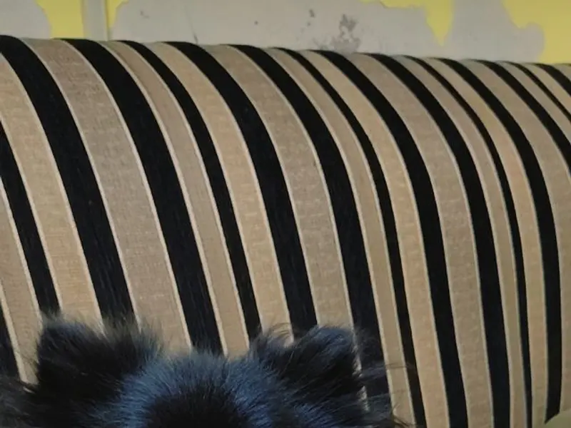 Aqua dog, photo 3