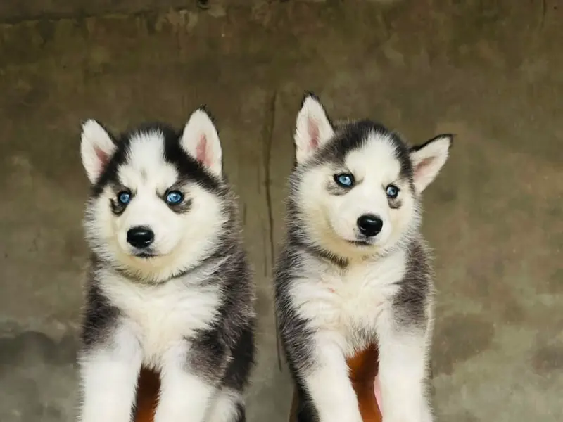 Asia Pet Shop - Dogs And Puppies For Sale In Delhi NCR | Poodle Puppies | Husky | Shih Tzu, photo 4