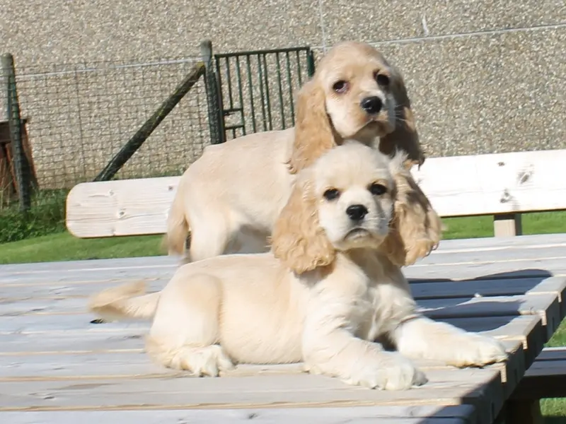 Asia Pet Shop - Dogs And Puppies For Sale In Delhi NCR | Poodle Puppies | Husky | Shih Tzu, photo 5