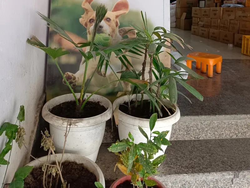 Basil Petcare, photo 2