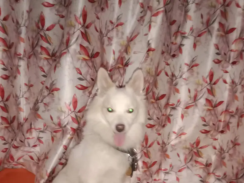 Charu pet home boarding services, photo 2
