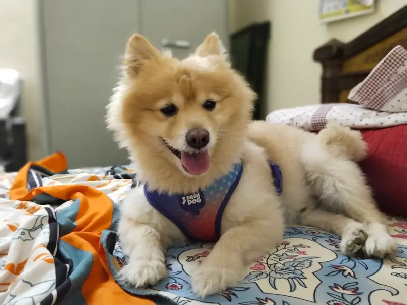 Charu pet home boarding services, photo 3
