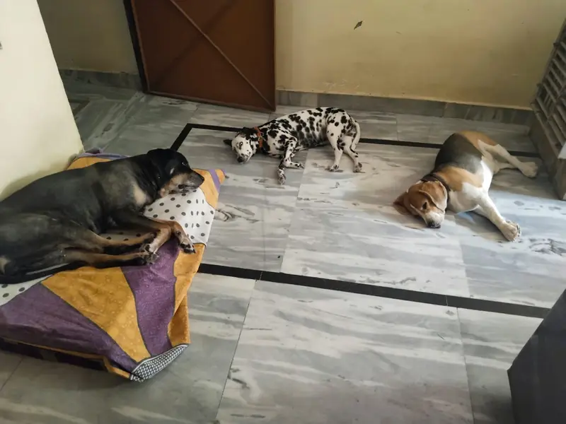 Charu pet home boarding services, photo 4