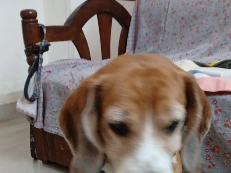 Charu pet home boarding services, photo 5