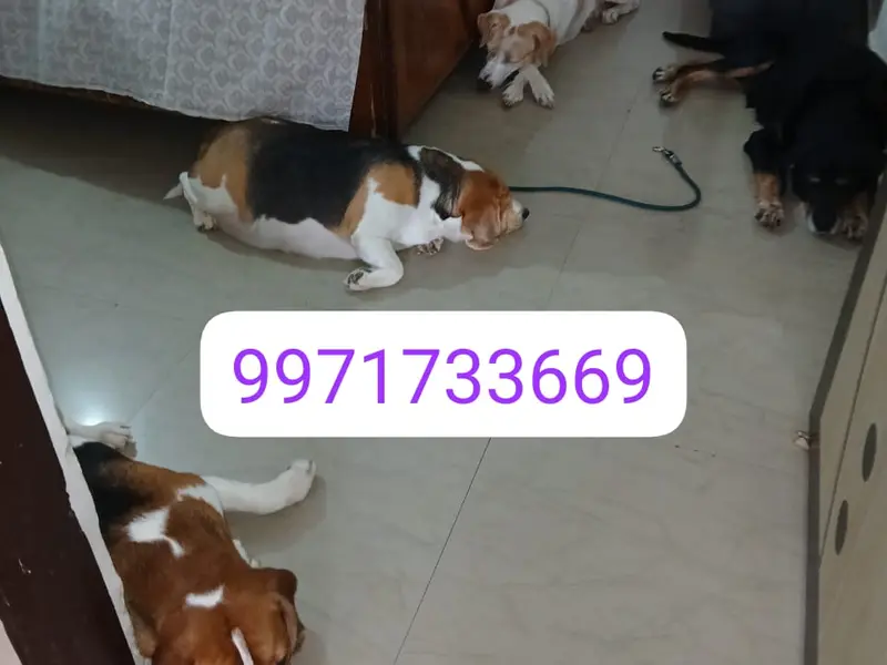Charu pet home boarding services