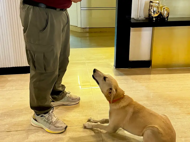 Dog Trainer Mr.Rakesh, photo 4