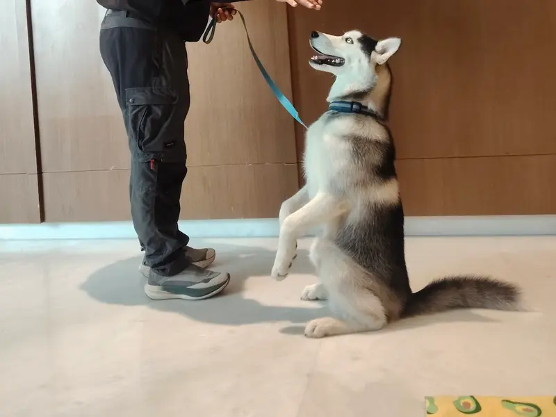 Dog Trainer Mr.Rakesh, photo 5