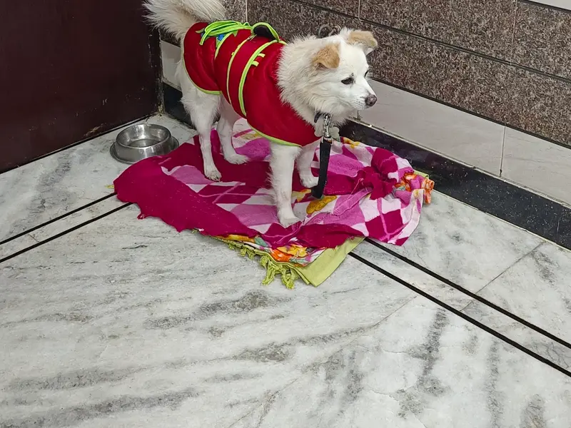 Dogslover - Dog Trainer Tanuj Ji