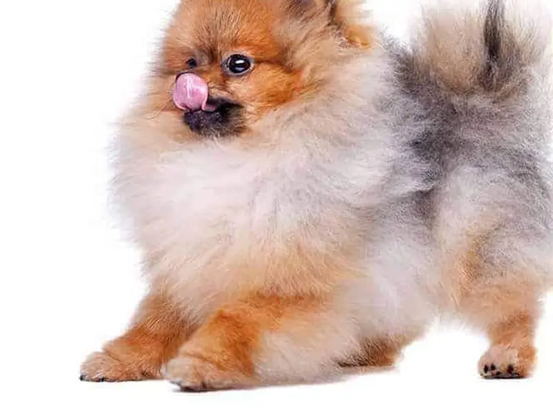 Sam pets kennel- Pomeranian puppies in dwarka delhi /Ncr toy pom puppies delhi /all dog breeds puppies for sale in dwarka mor, photo 2