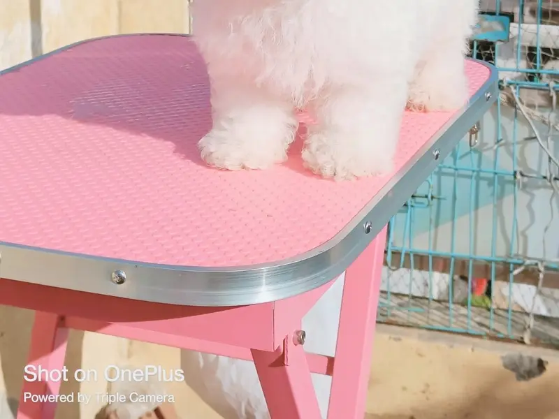 Sam pets kennel- Pomeranian puppies in dwarka delhi /Ncr toy pom puppies delhi /all dog breeds puppies for sale in dwarka mor, photo 5