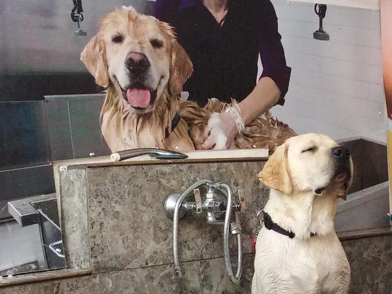 The Kingdom's Pet Clinic & surgery, photo 4
