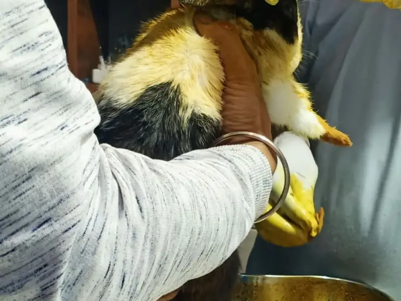 The Kingdom's Pet Clinic & surgery, photo 5