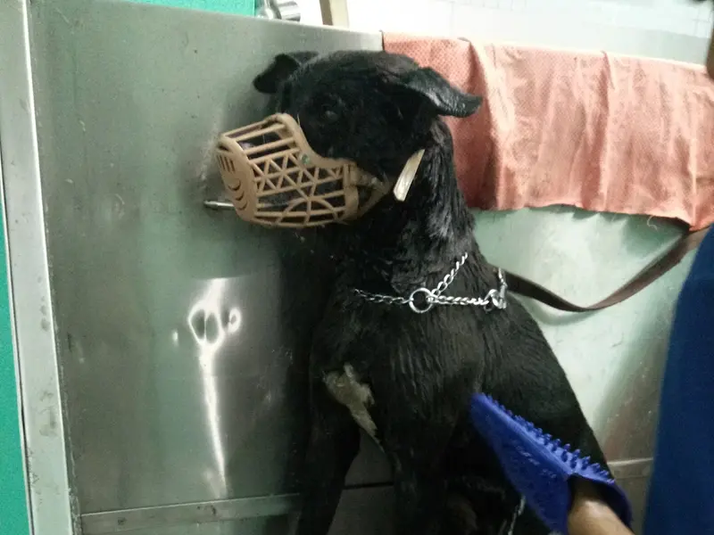 CP Vet Vijay Nagar, photo 2