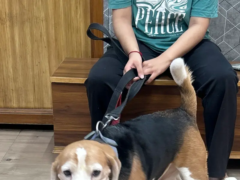 Dr. Surinder SIngh's Dog Clinic Estd 1989, photo 2