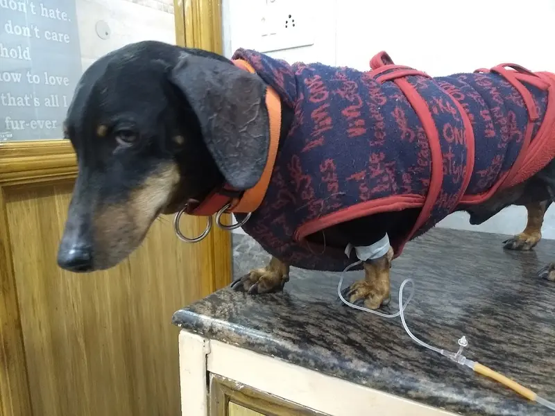 Dr. Surinder SIngh's Dog Clinic Estd 1989, photo 5