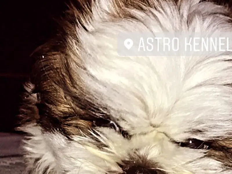 ASTRO KENNEL, photo 2