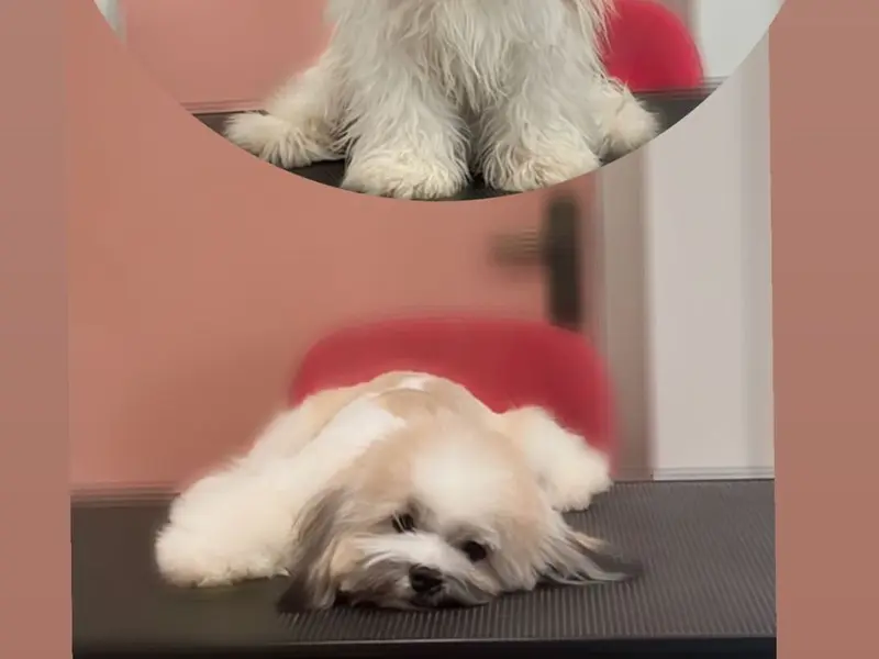 ASTRO KENNEL, photo 5