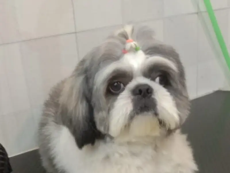 City Dog Spa and Pet Shop, photo 2