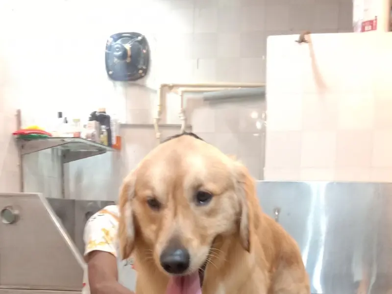 City Dog Spa and Pet Shop, photo 4