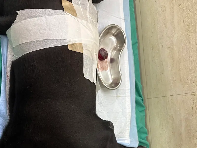 Dr Dheeraj Pets Clinic & Surgery 24 x 7 Pet Clinic In Vikas Puri-Best Pet Clinic In Vikas Puri., photo 3