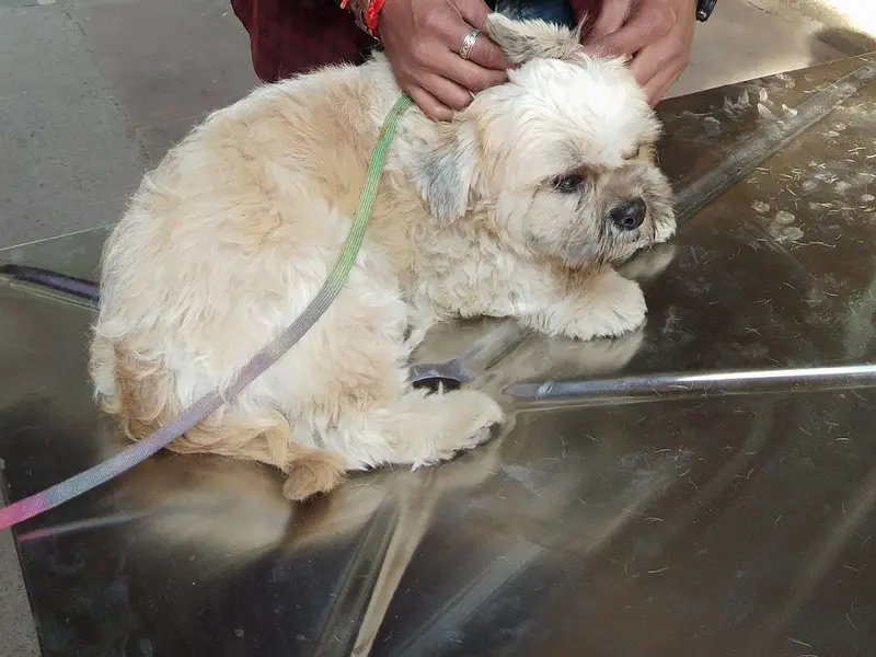 Dr. Poonia pet centre 24x7, photo 2